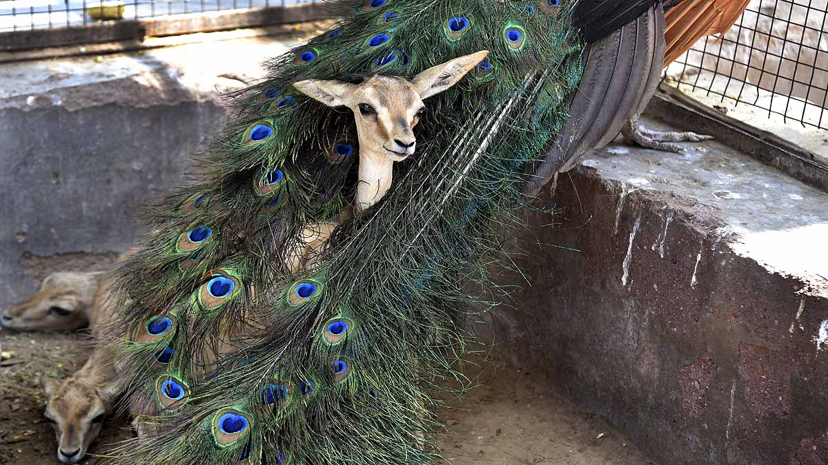 Hot Weather, Heatwave, Monsoon