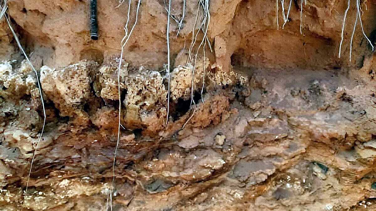 Oldest Termite Mound 
