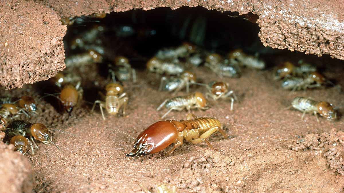 Oldest Termite Mound 