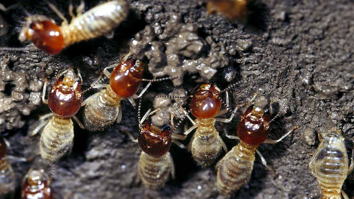 Oldest Termite Mound 