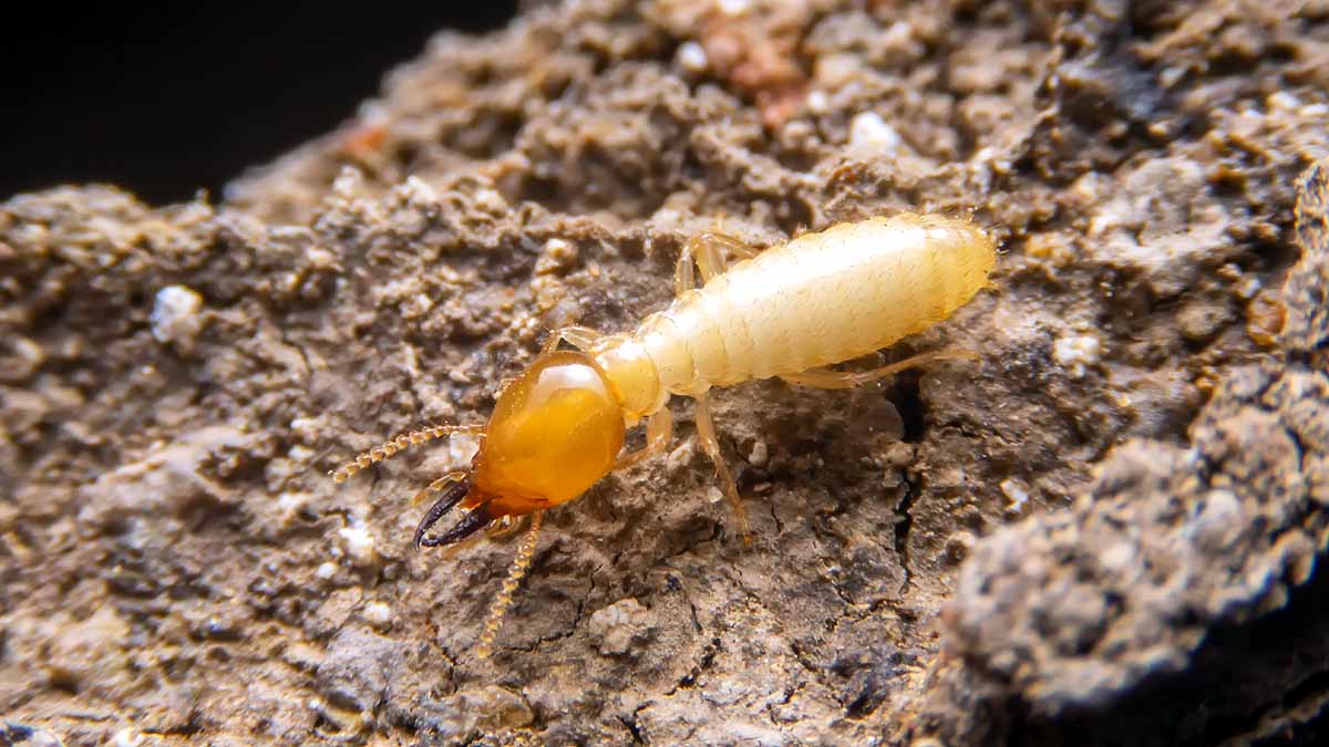Oldest Termite Mound 