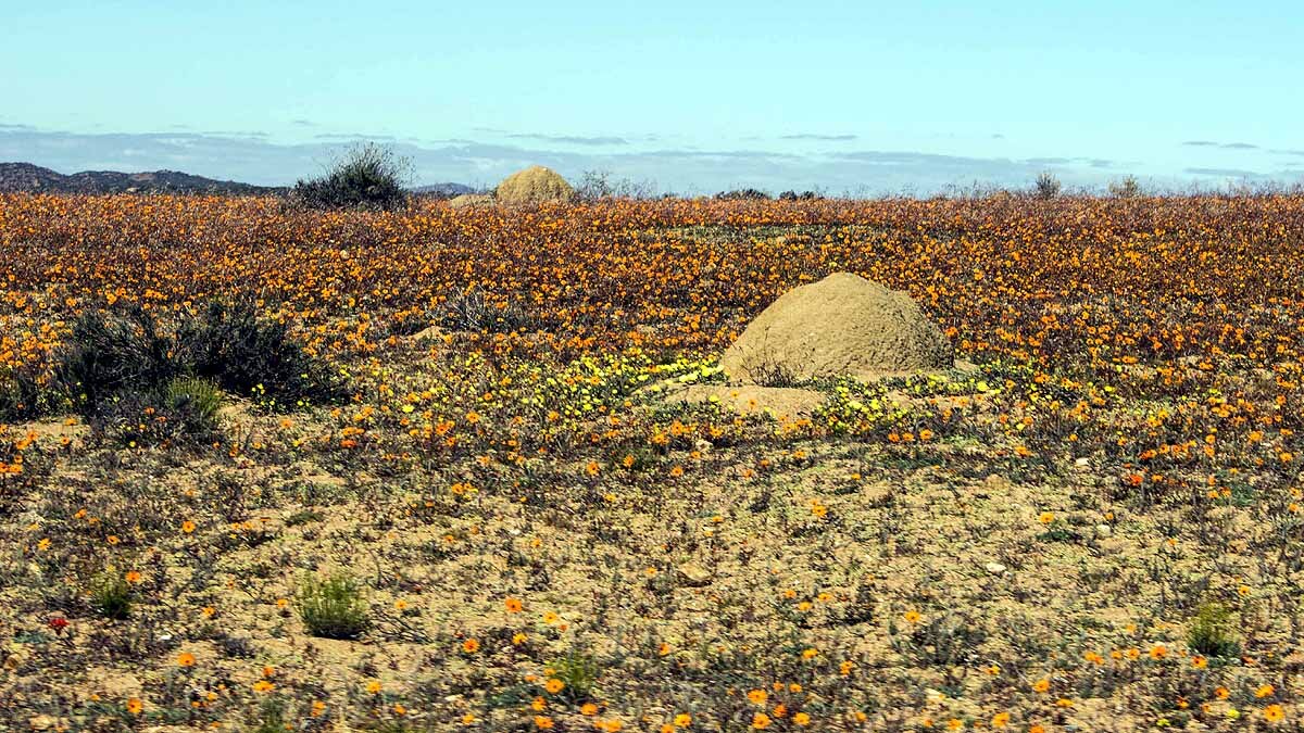 Oldest Termite Mound 