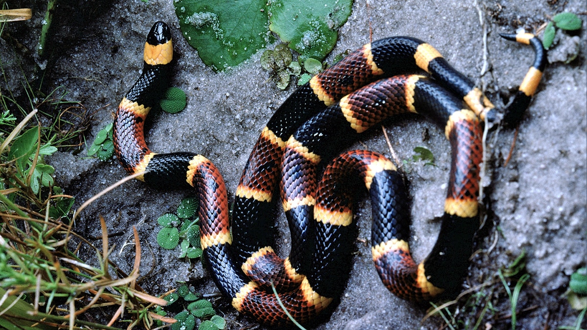 Cobra, Evolution of Snake