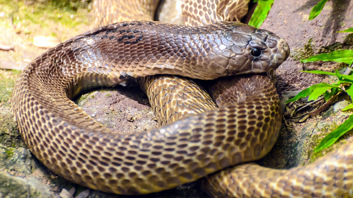 Cobra, Evolution of Snake