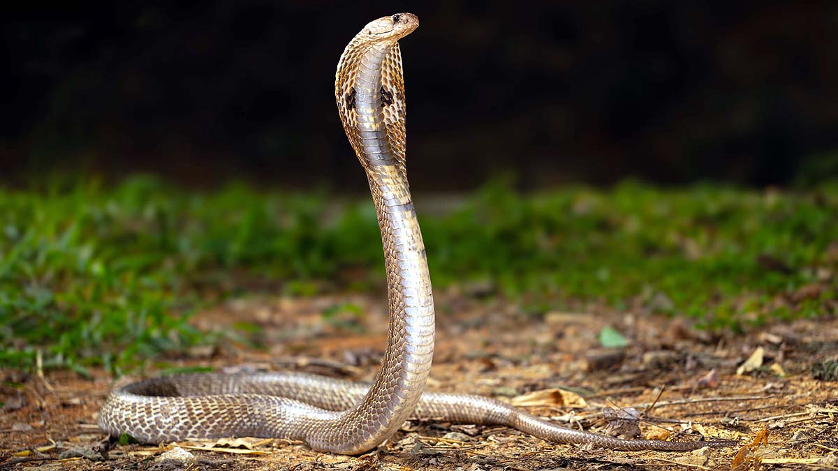 Cobra, Evolution of Snake