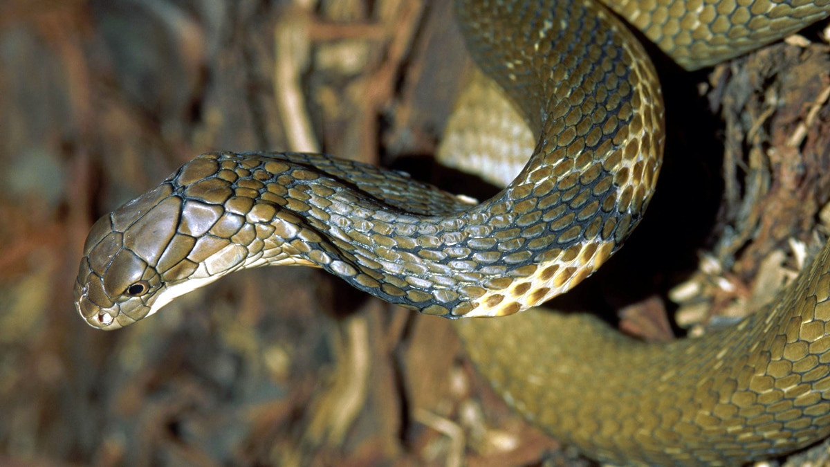 Cobra, Evolution of Snake