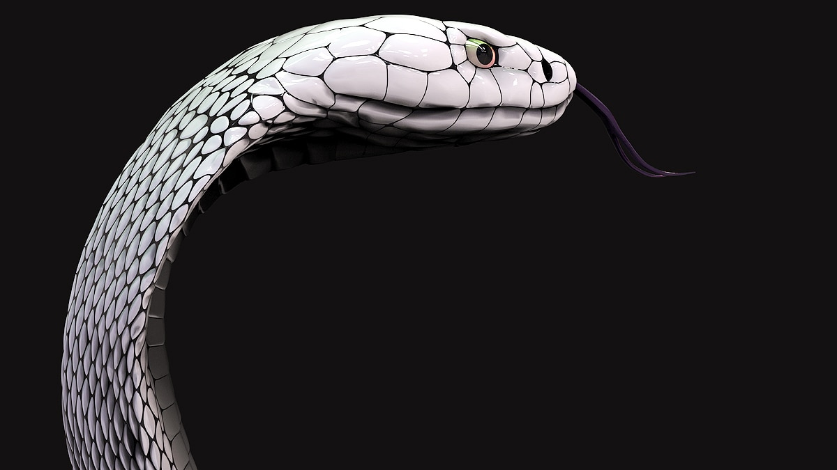 Cobra, Evolution of Snake