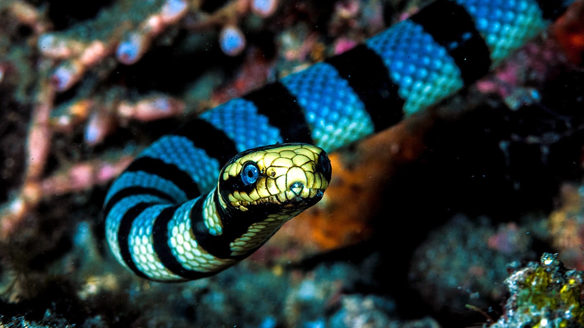 Cobra, Evolution of Snake