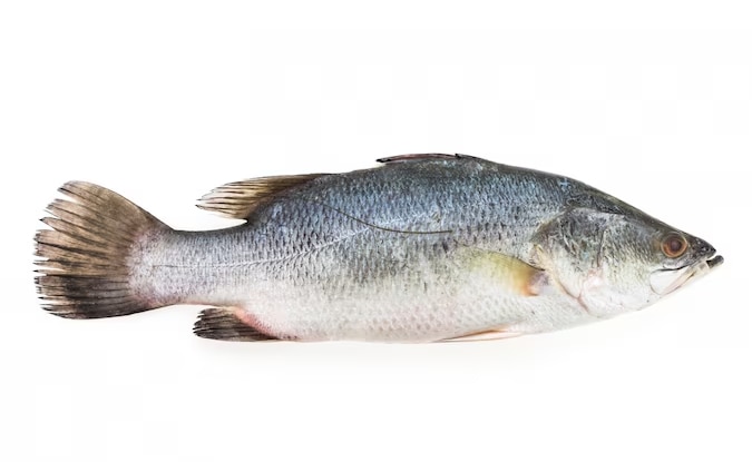 सैल्मन मछली 