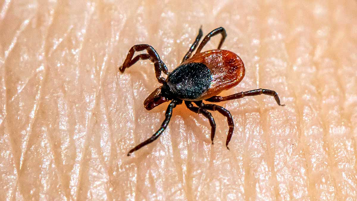 Tick Borne Virus, China 