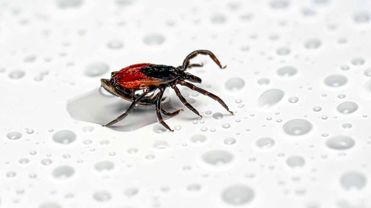 Tick Borne Virus, China 