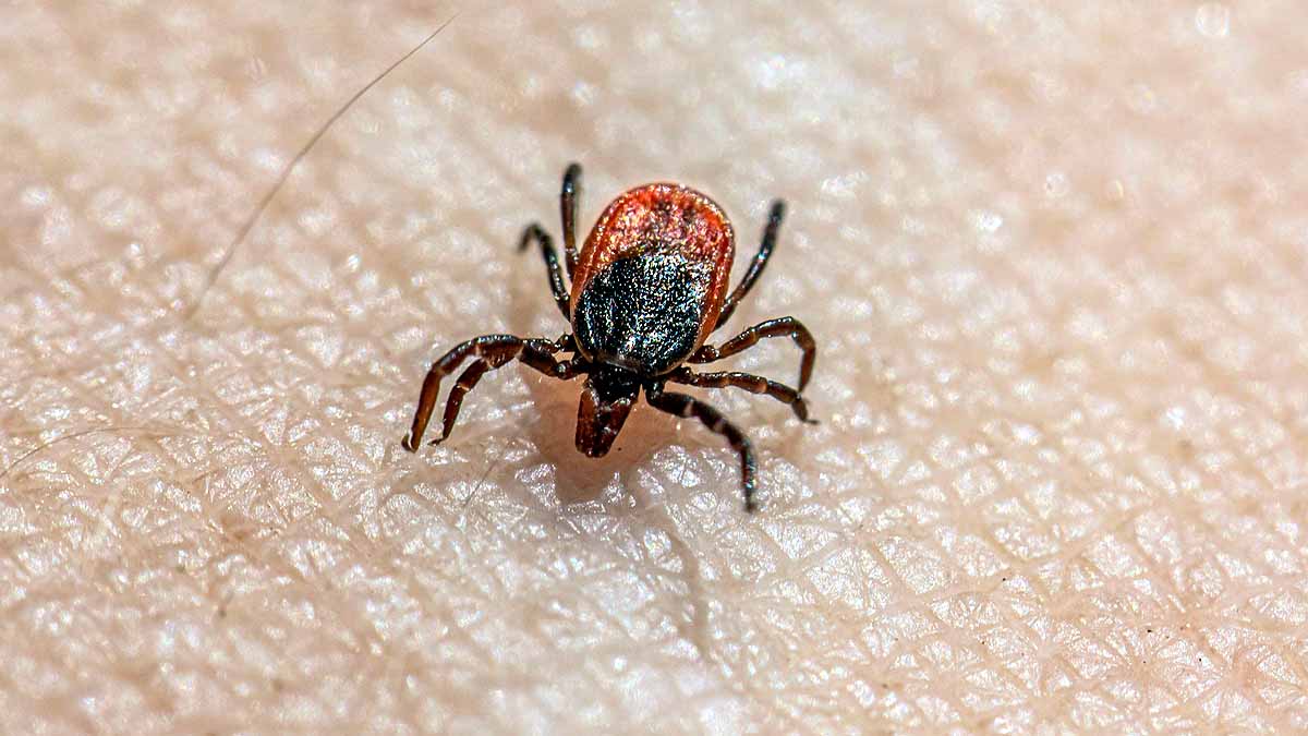 Tick Borne Virus, China 