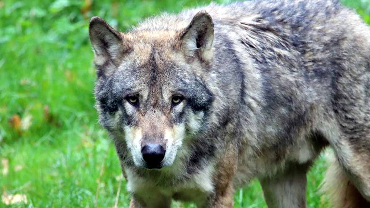 Wolf Attacks, Bahraich, UP