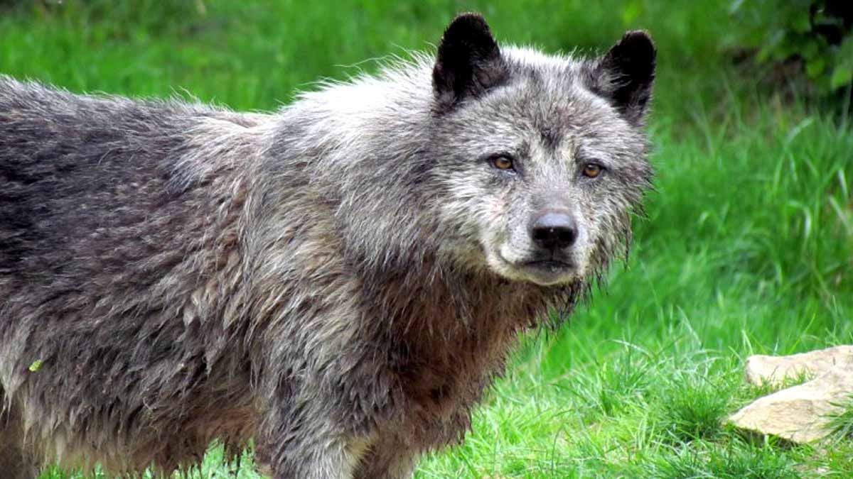 Wolf Attacks, Bahraich, UP