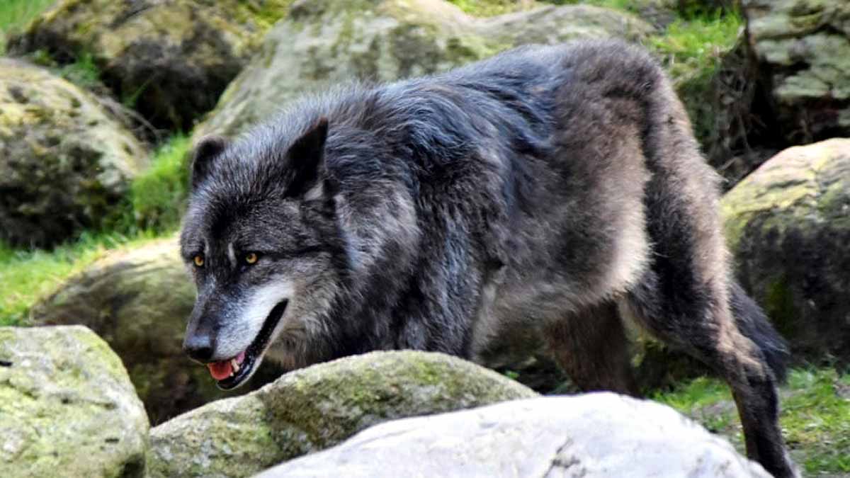 Wolf Attacks, Bahraich, UP