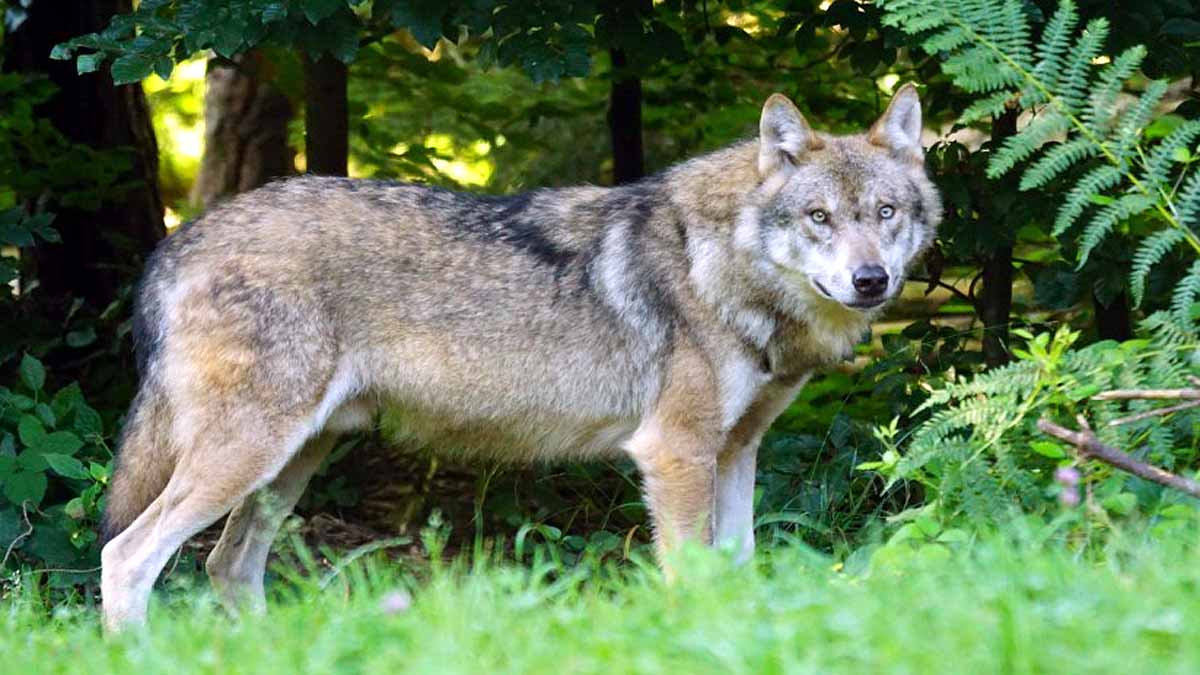 Wolf Attacks, Bahraich, UP