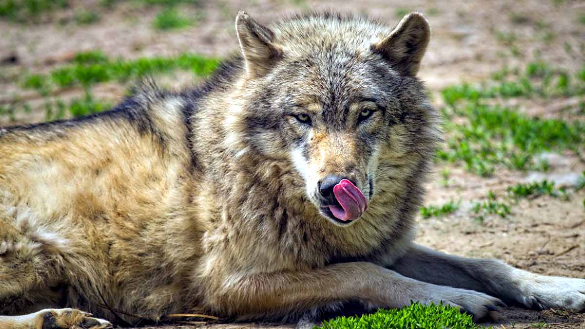 Wolf Attacks, Bahraich, UP