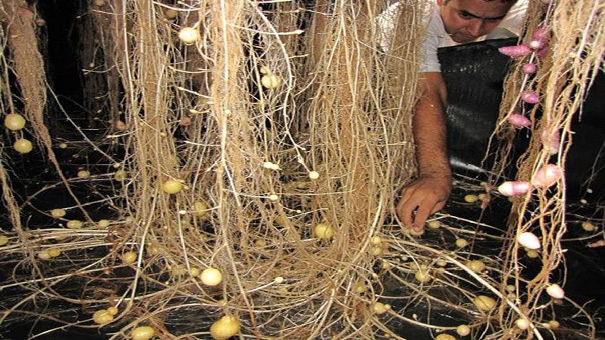 Potato Farming 