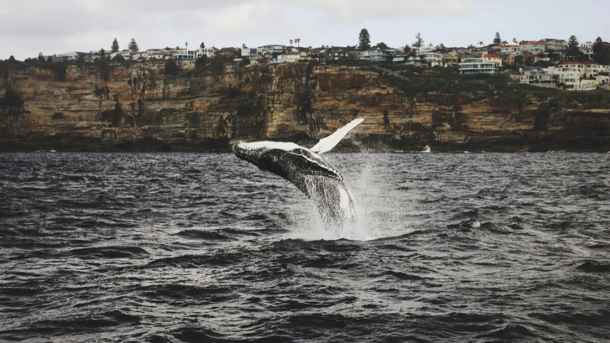 प्यार को पाने के लिए नर व्हेल ने पार किया तीन समंदर पार