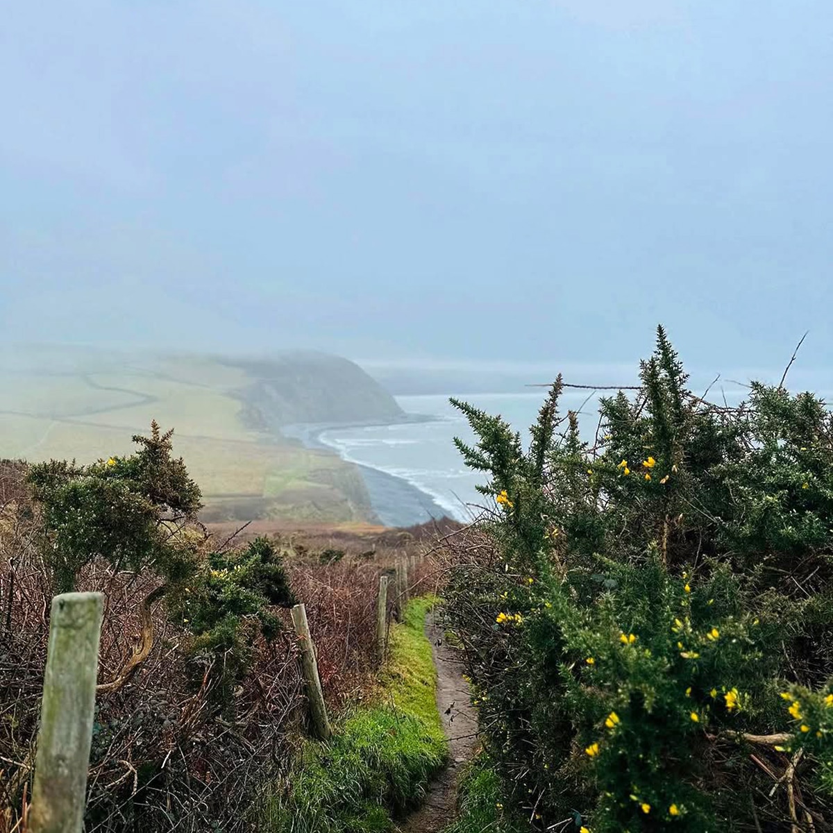 विक्की-कटरीना