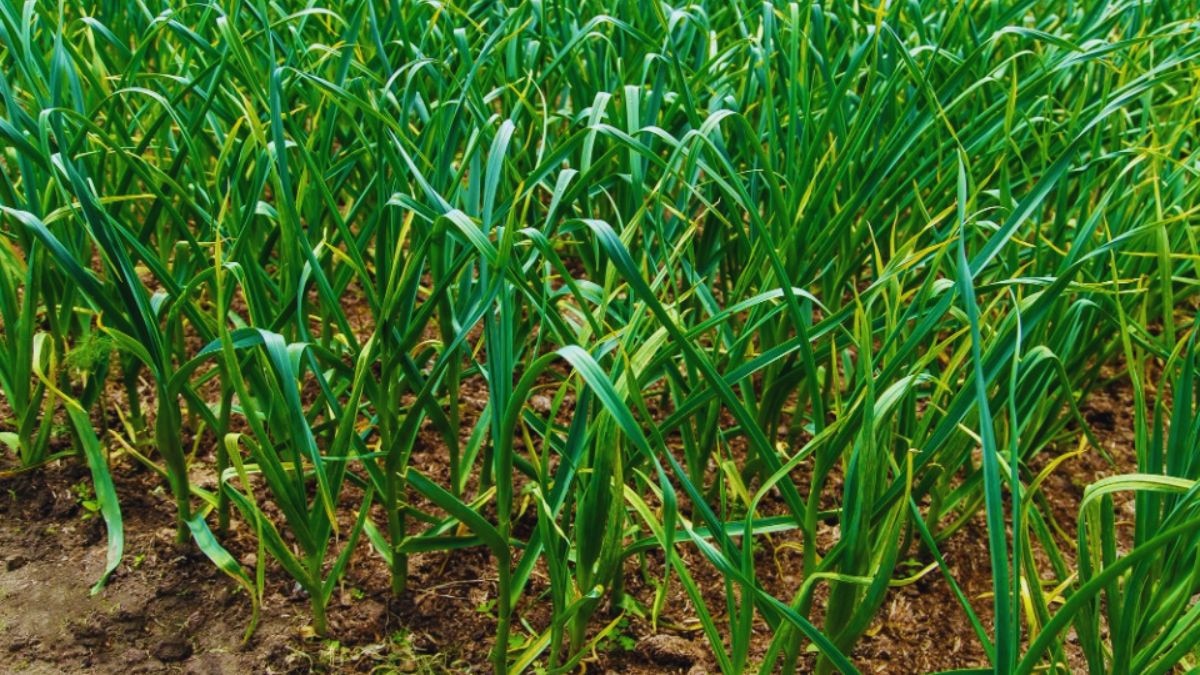 लहसुन की खेती 