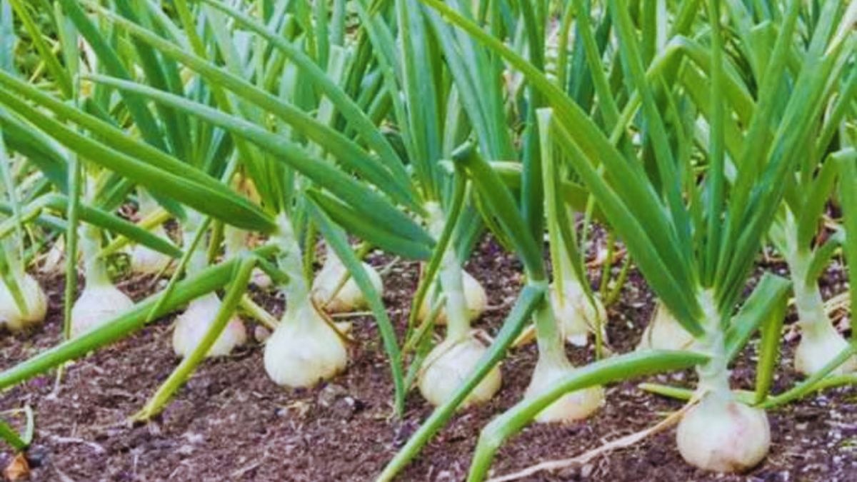 लहसुन की खेती 