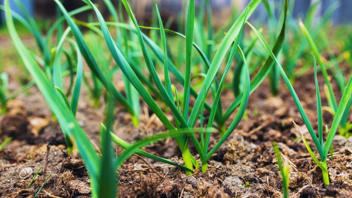 लहसुन की खेती 