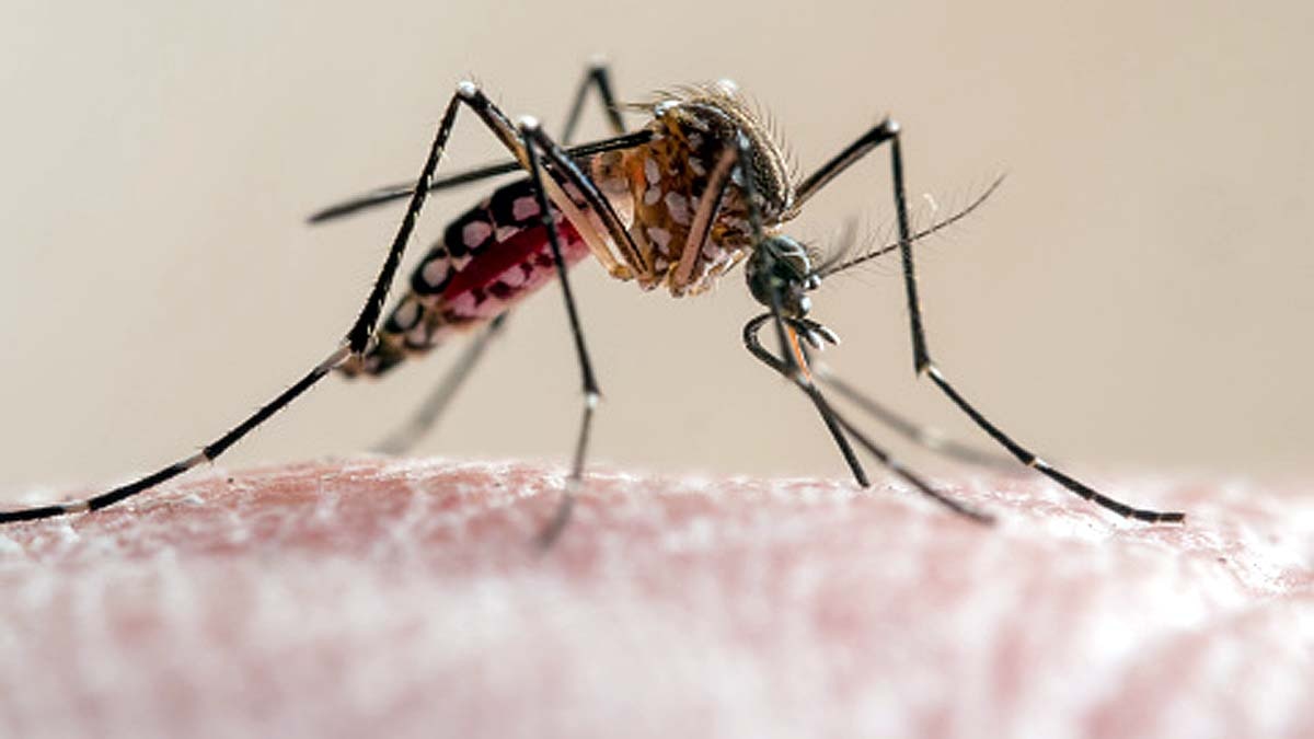 Mosquito Malaria Vaccine