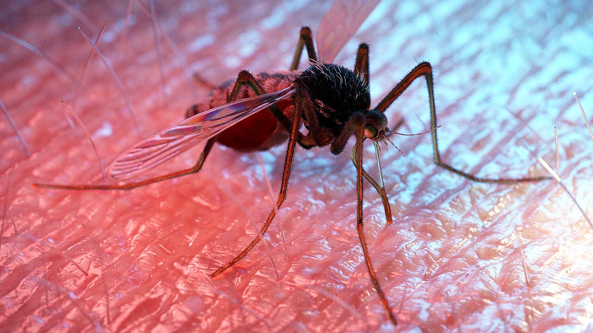 Mosquito Malaria Vaccine