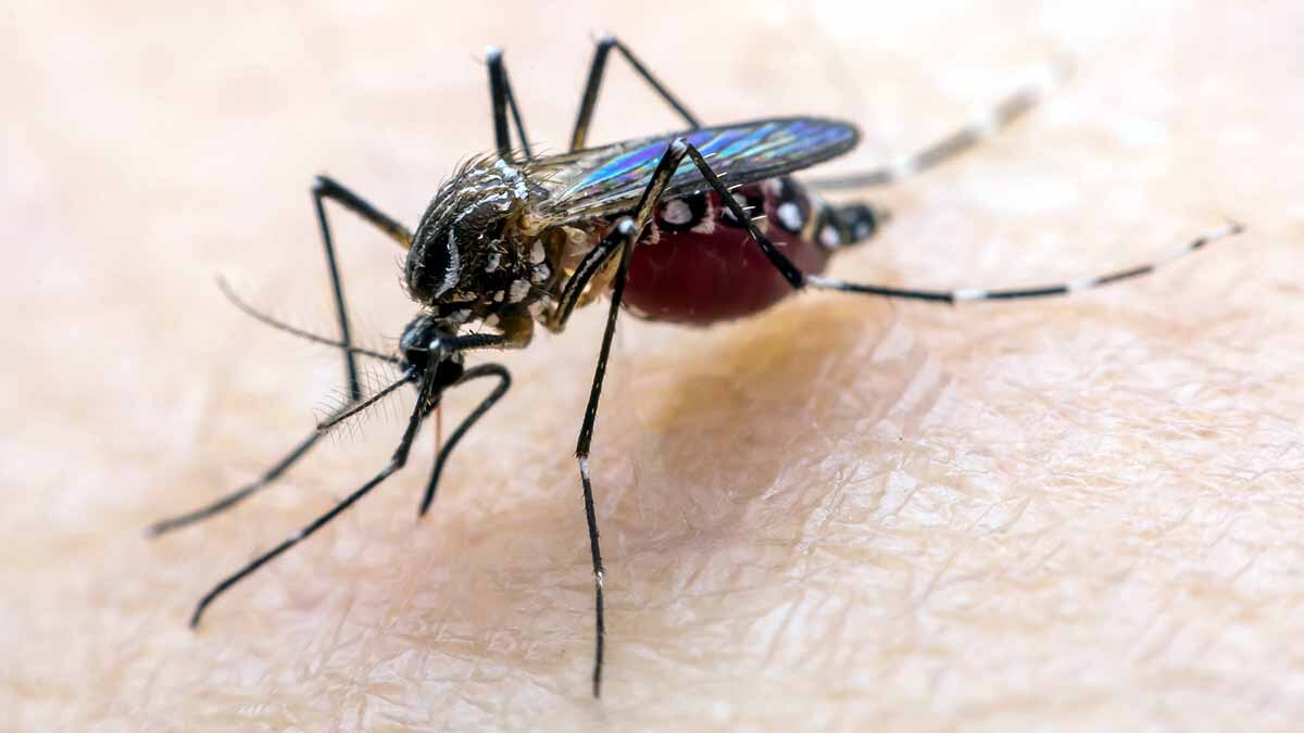 Mosquito Malaria Vaccine
