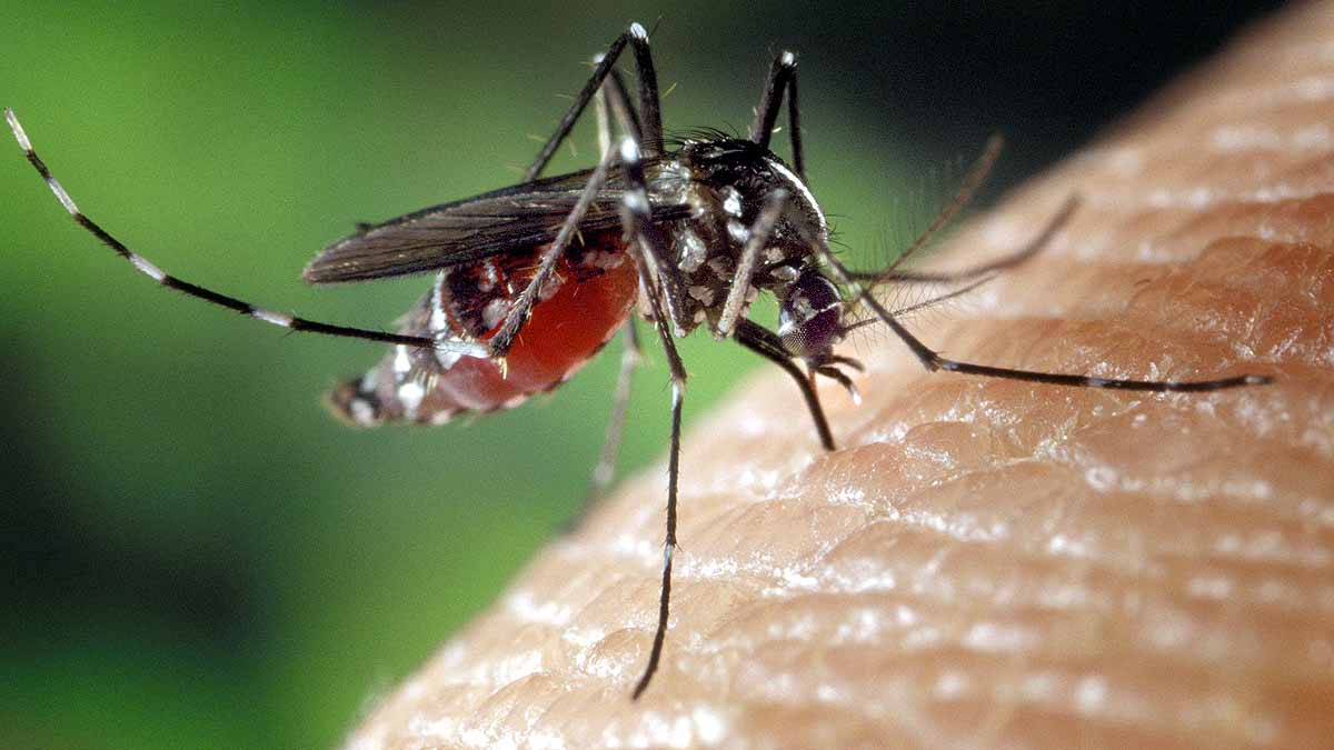 Mosquito Malaria Vaccine