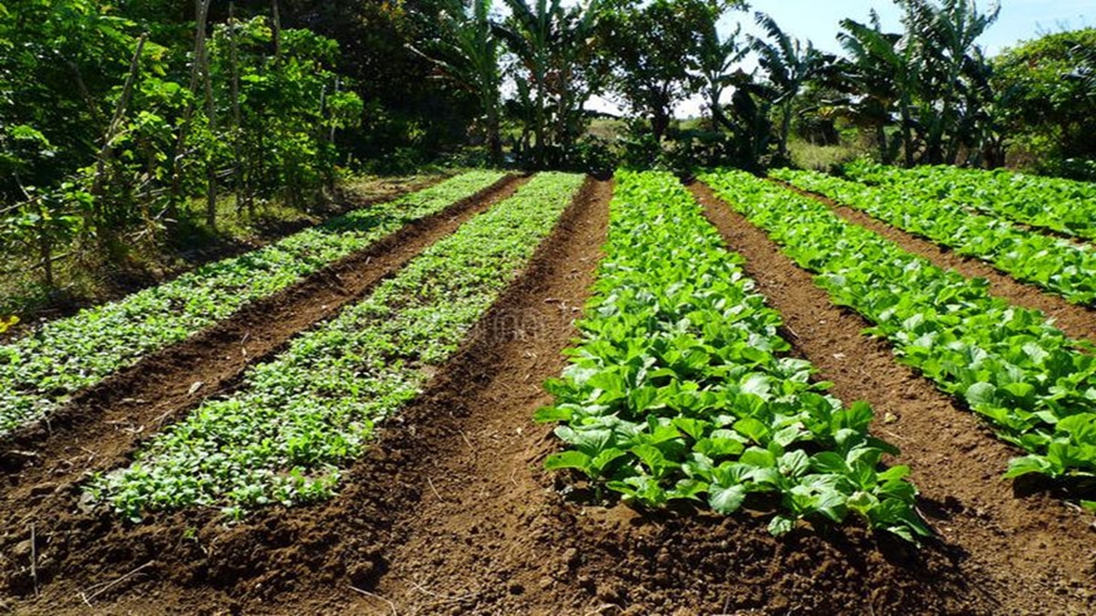 organic farming 