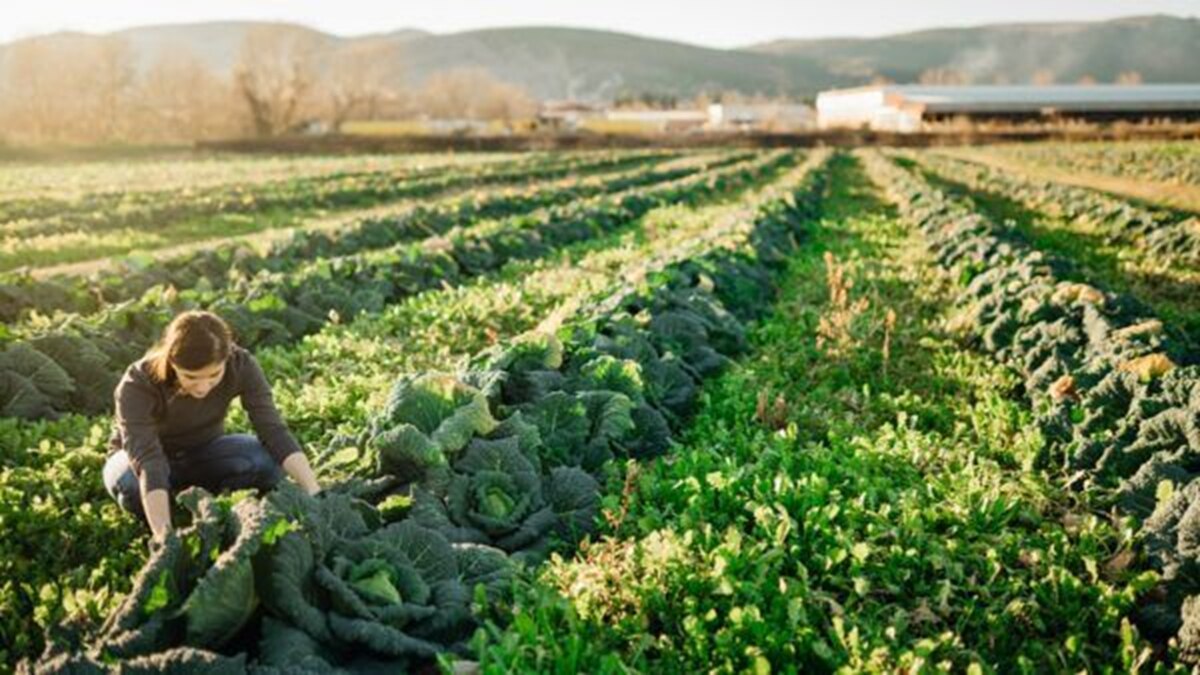 organic farming 