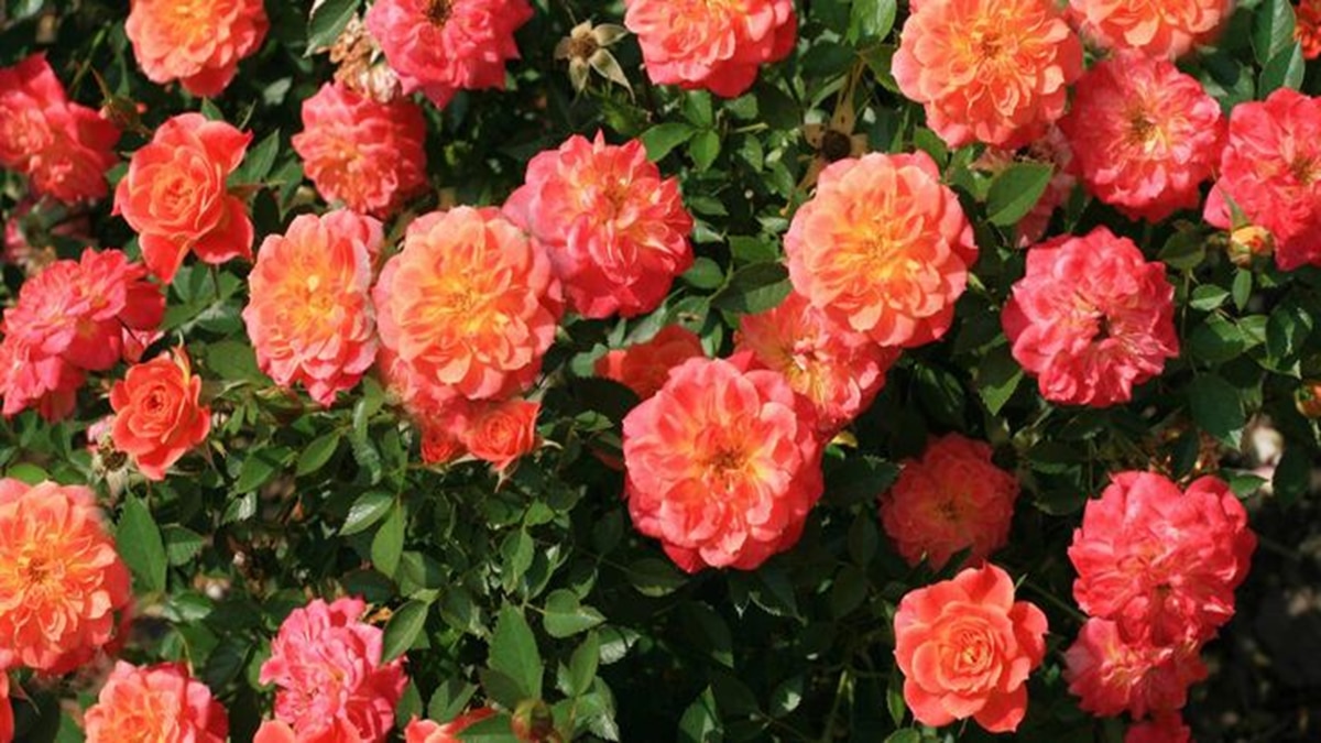 rose cultivation 