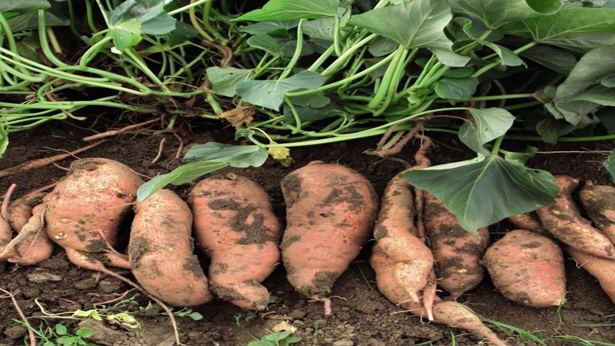 sweet potato cultivation 