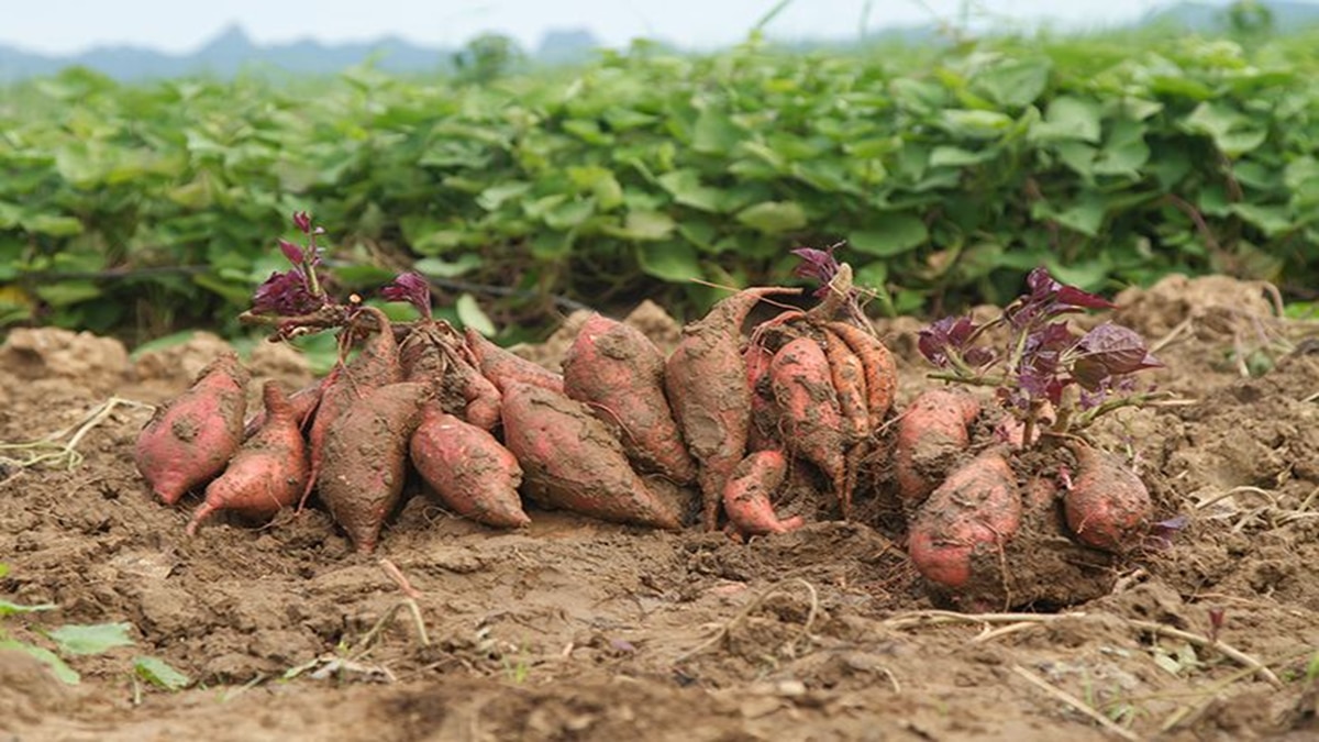 sweet potato cultivation 