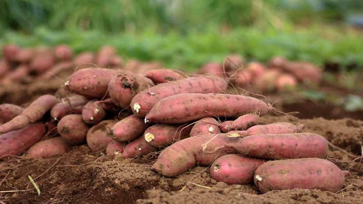 sweet potato cultivation 