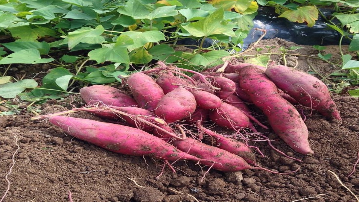 sweet potato cultivation 