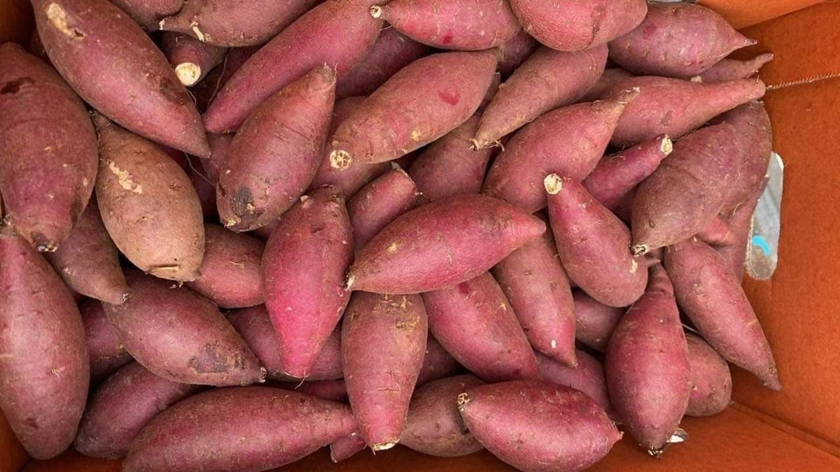 sweet potato cultivation 