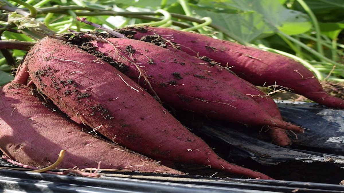 sweet potato cultivation 