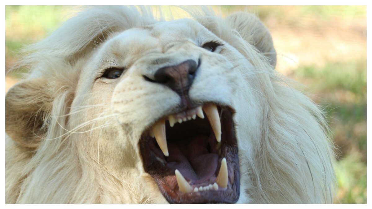 जानवरों की खुराक: दांतों की कुदरती सफाई का राज