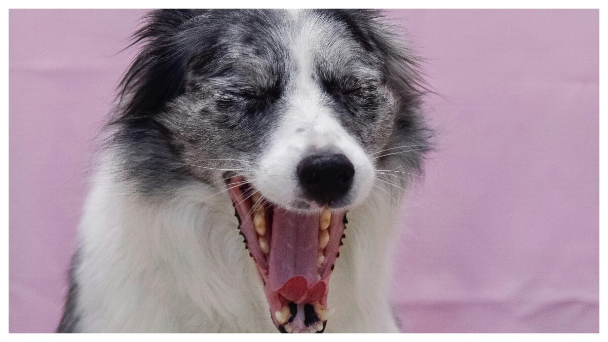 जानवरों की खुराक: दांतों की कुदरती सफाई का राज