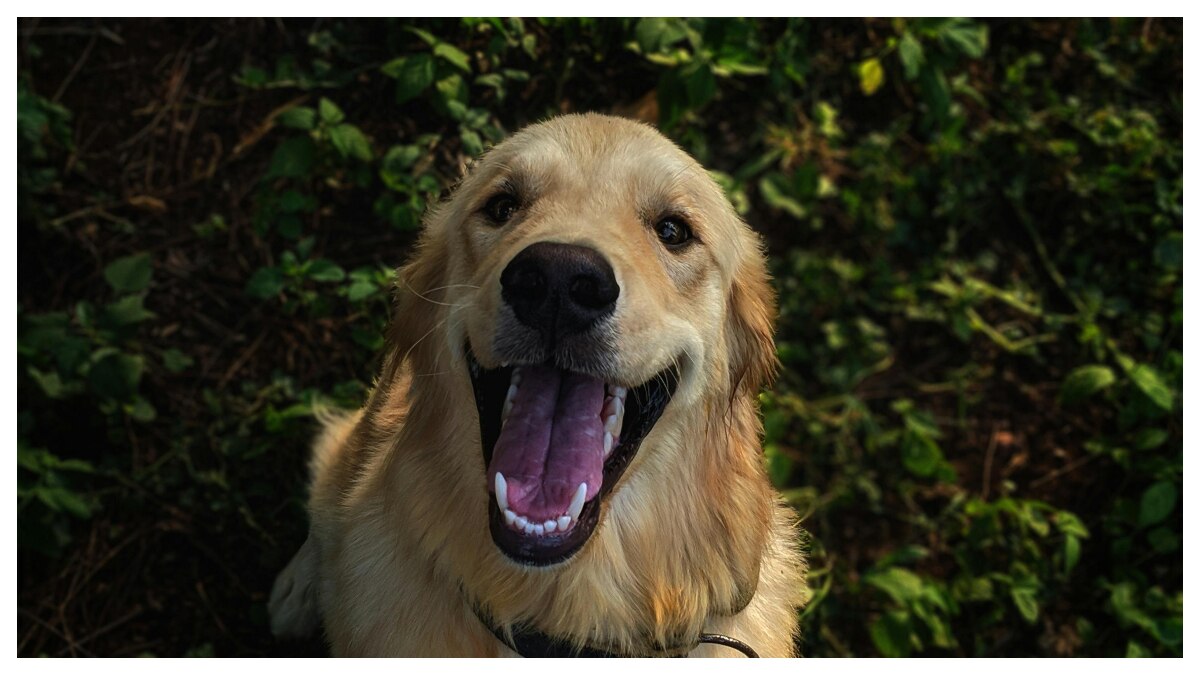 जानवरों की खुराक: दांतों की कुदरती सफाई का राज