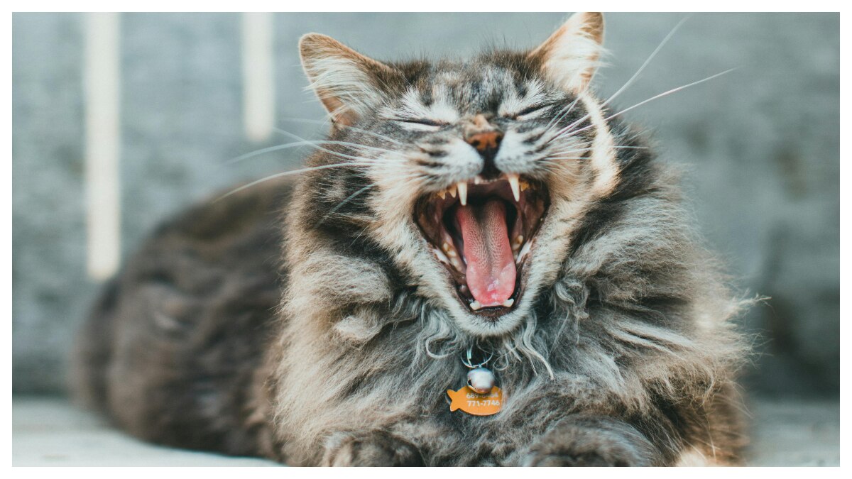 जानवरों की खुराक: दांतों की कुदरती सफाई का राज