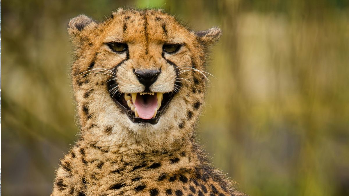 जानवरों की खुराक: दांतों की कुदरती सफाई का राज