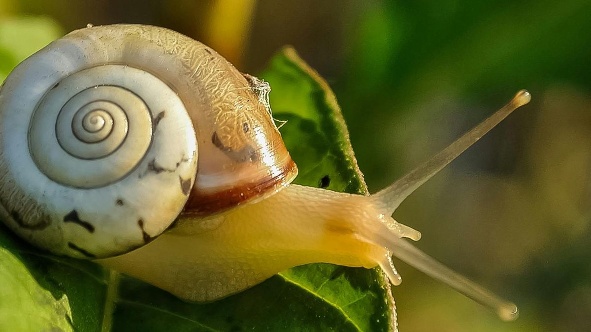 जानवरों की खुराक: दांतों की कुदरती सफाई का राज