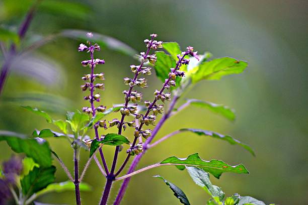 माघ पूर्णिमा