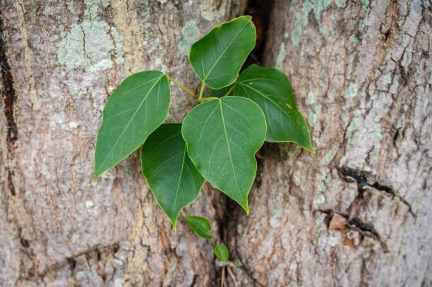 जया एकादशी 