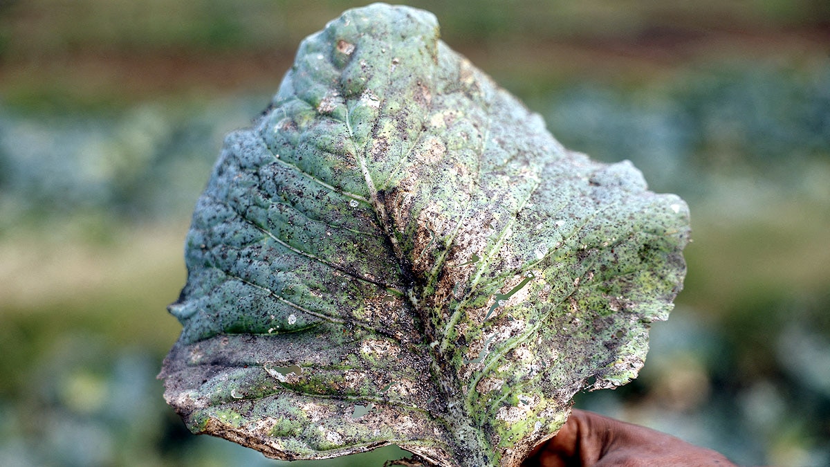 most polluted town in the world