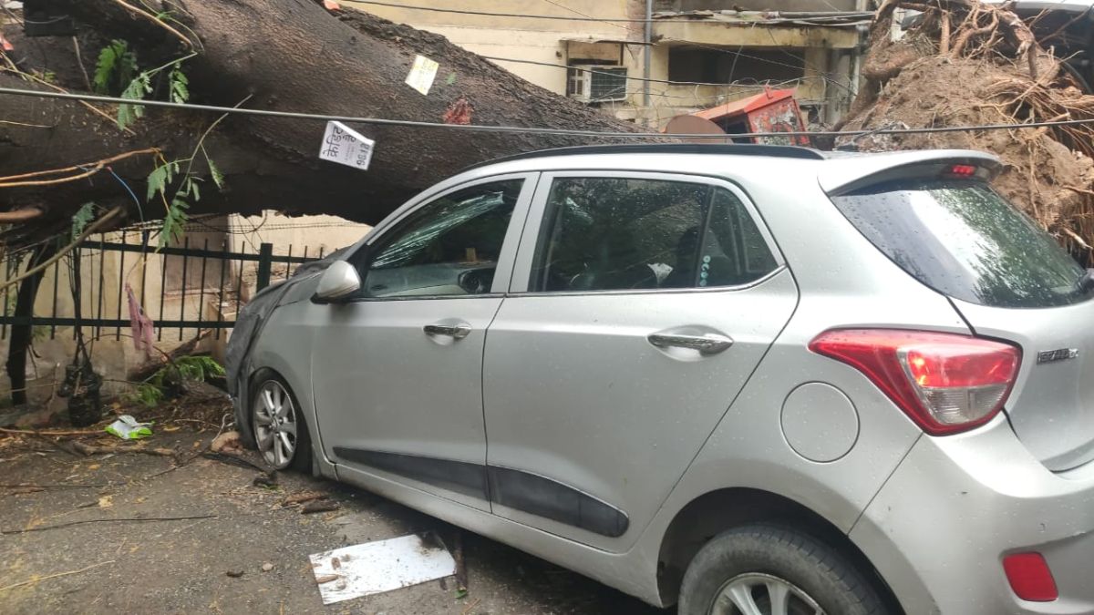 Uprooted tree blocks road after heavy rain and storm in Delhi NCR, causing traffic jam and property damage